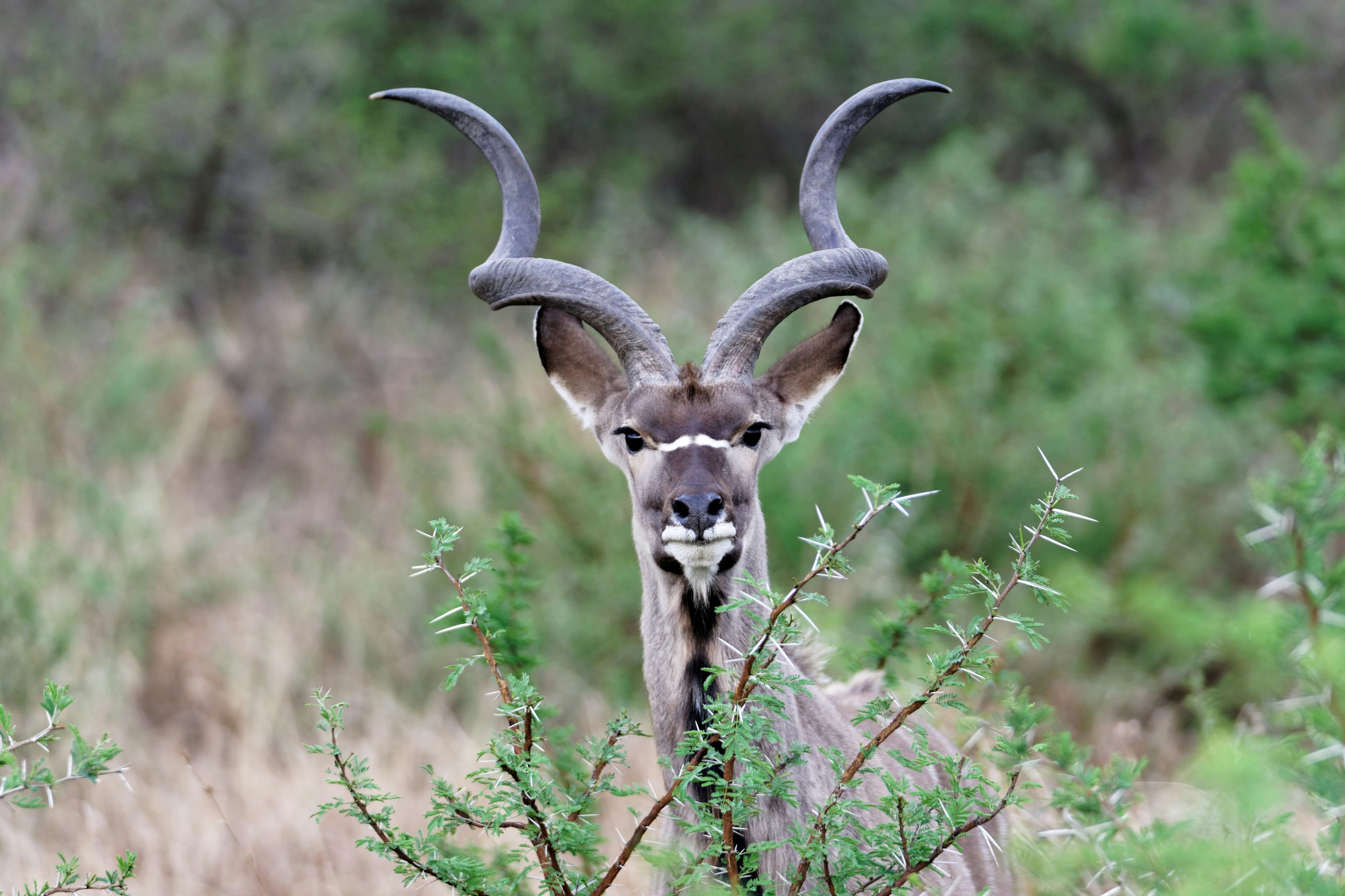 Kudu antelope in the bush