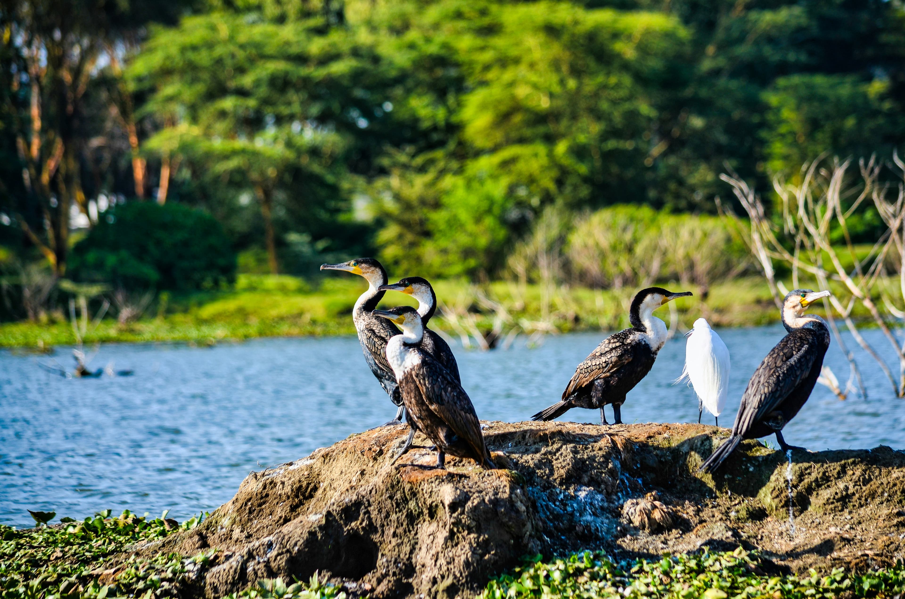 Cormorants perched by the water